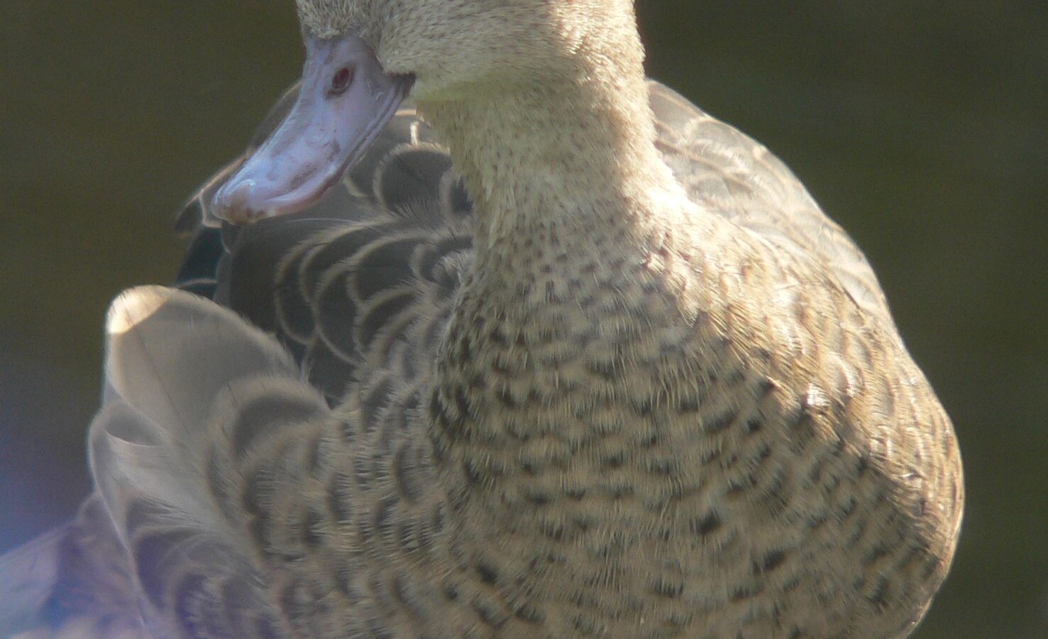 Bernier’s Teal