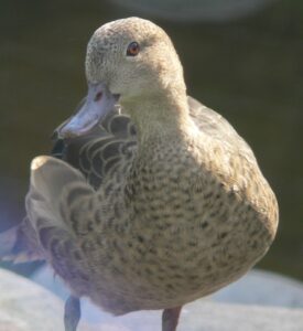 Bernier’s Teal