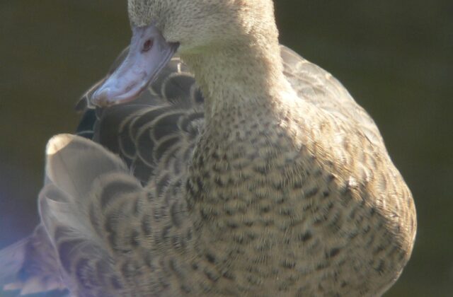 Bernier’s Teal