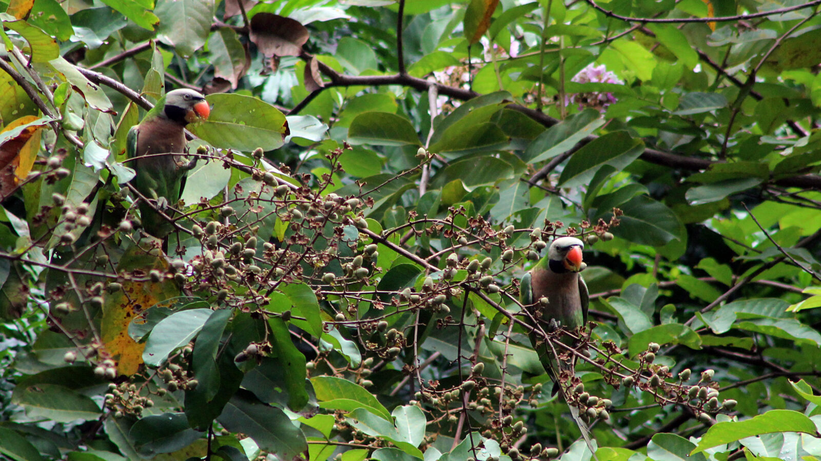 Red-breasted Parakeet