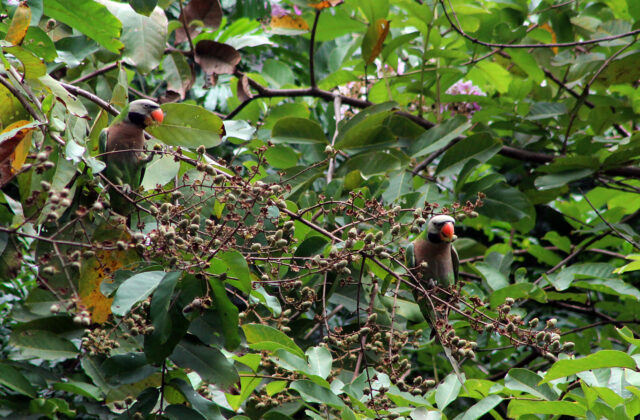 Red-breasted Parakeet