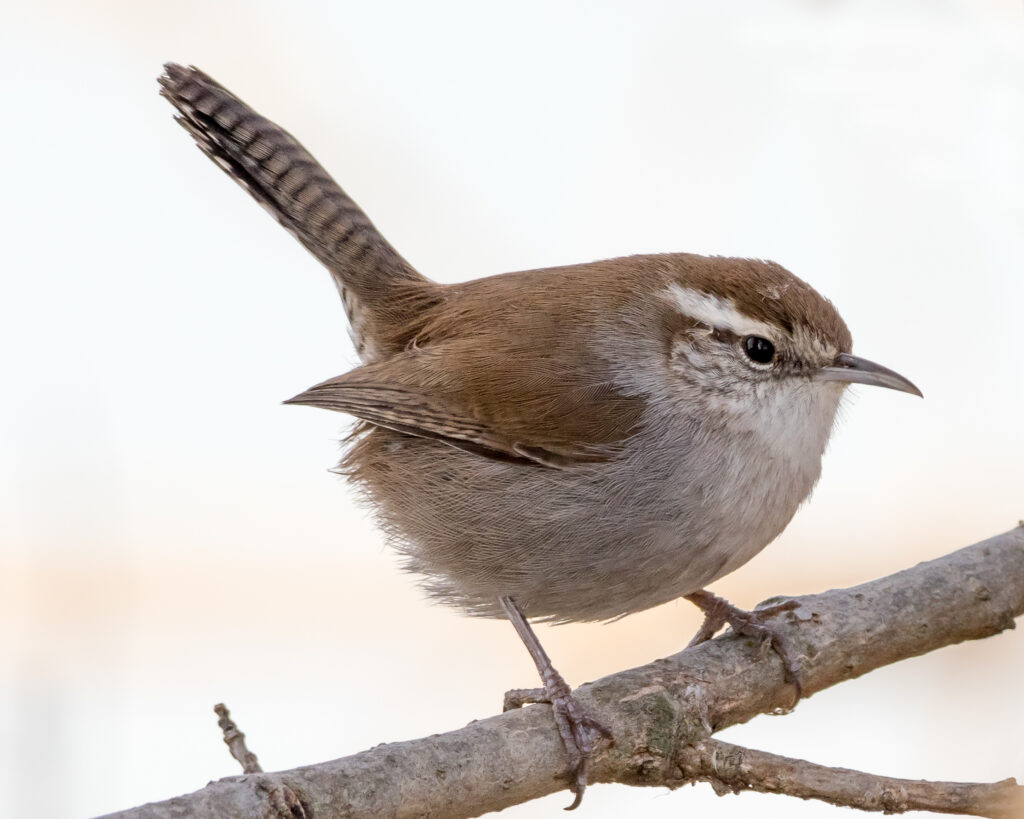 Bewick’s Wren