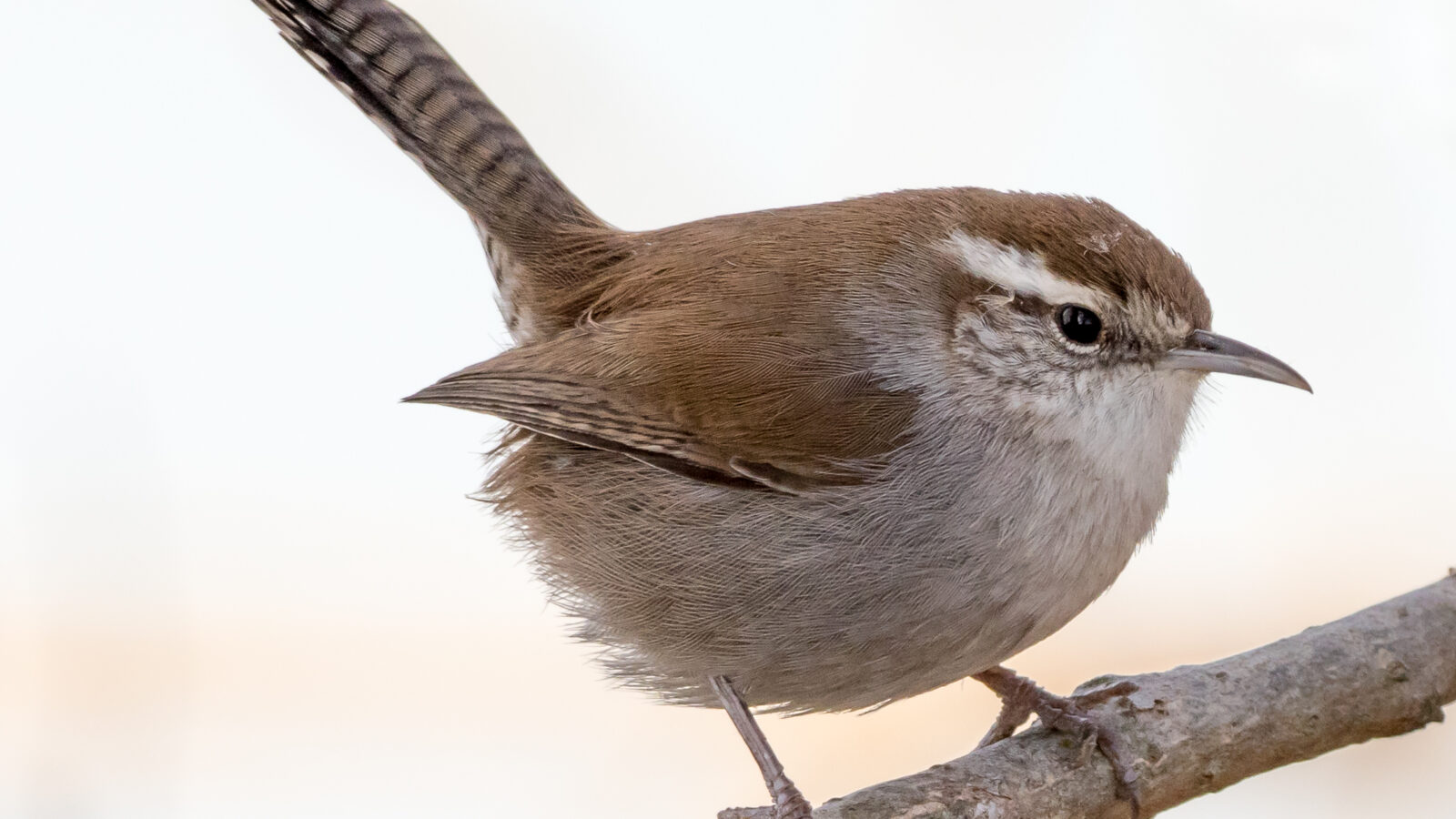 Bewick’s Wren