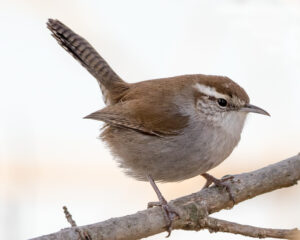 Bewick’s Wren