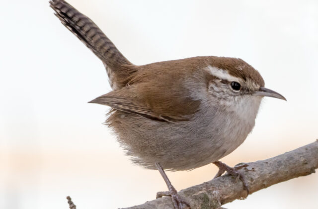 Bewick’s Wren