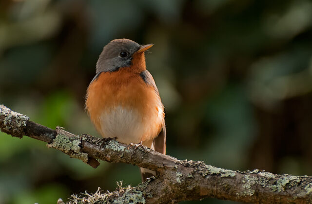 Kashmir Flycatcher