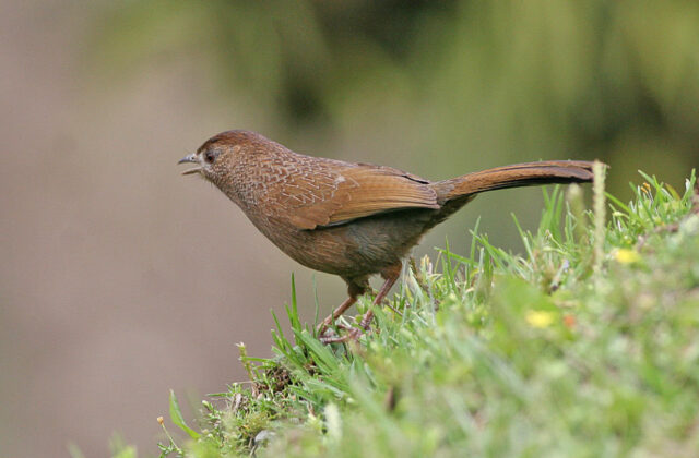 Bhutan Laughingthrush