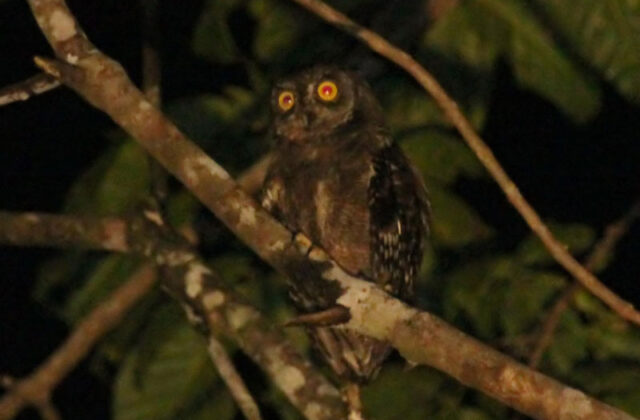 Biak Scops Owl