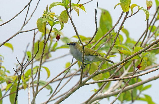 Biak White-eye