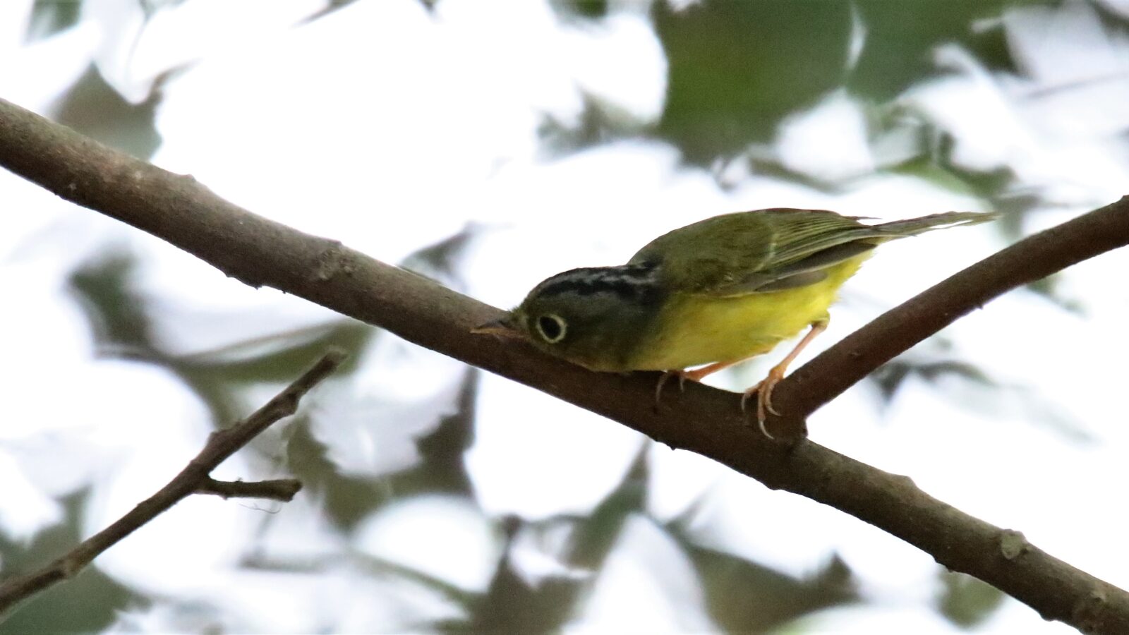 Bianchi’s Warbler