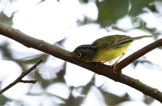 Bianchi’s Warbler