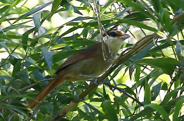 White-bearded Antshrike