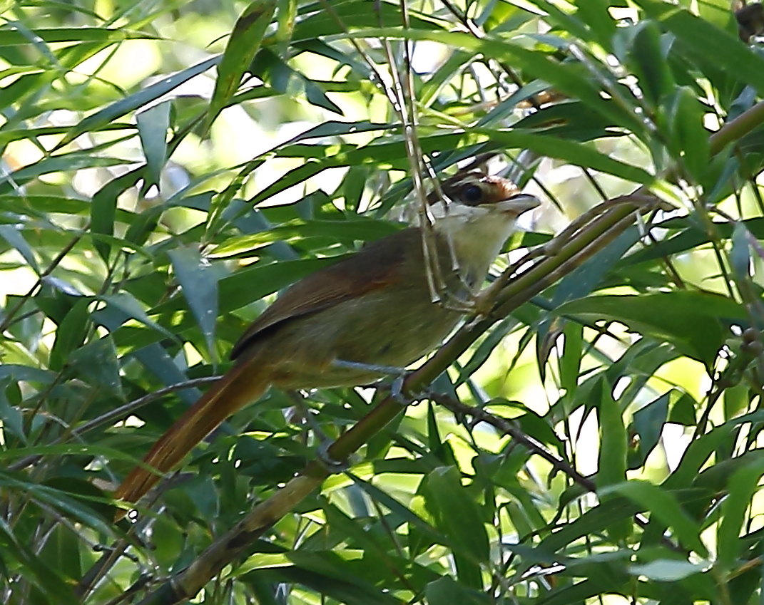 White-bearded Antshrike