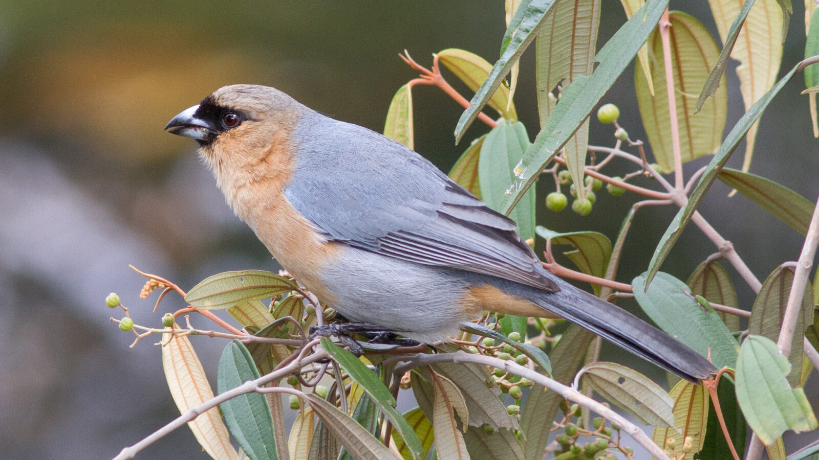 Cinnamon Tanager