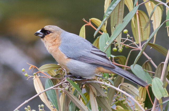 Cinnamon Tanager