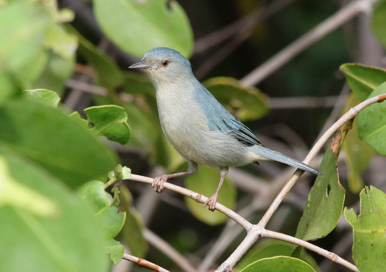 Bicolored Conebill