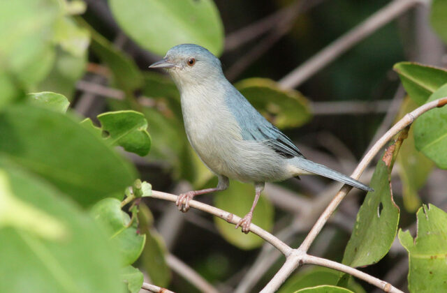 Bicolored Conebill