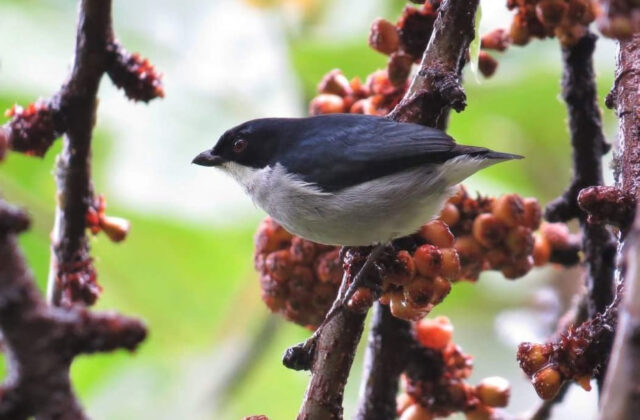 Bicolored Flowerpecker