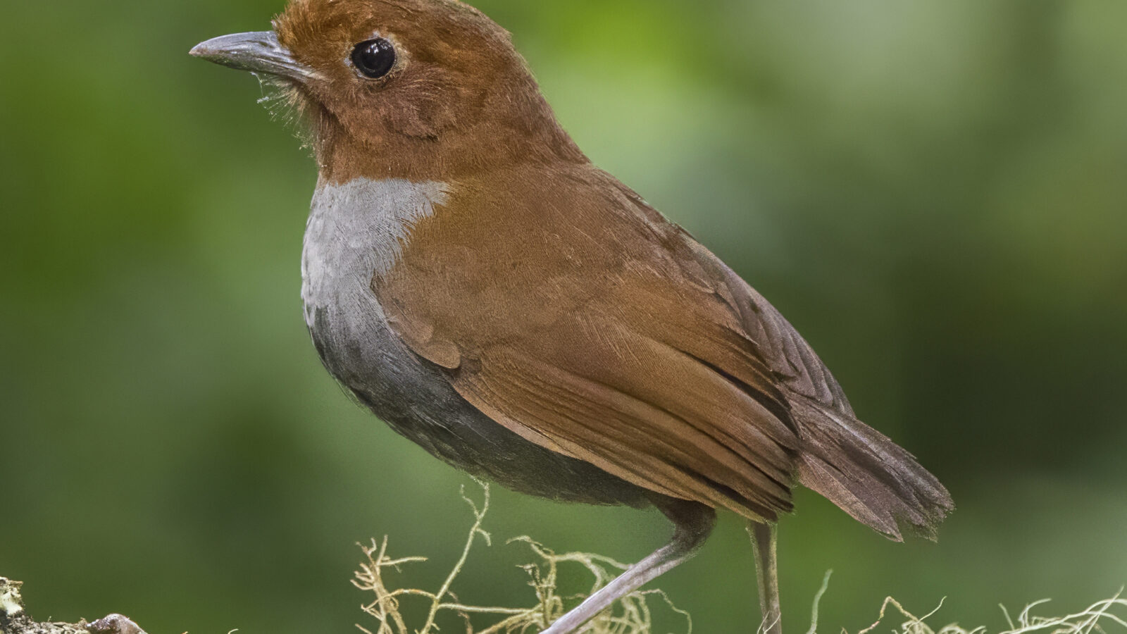 Bicolored Antpitta