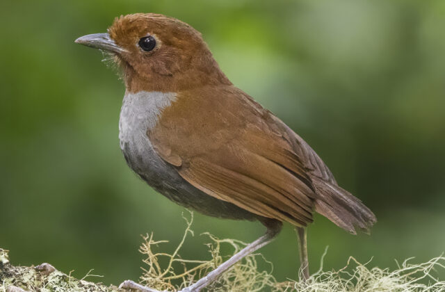 Bicolored Antpitta