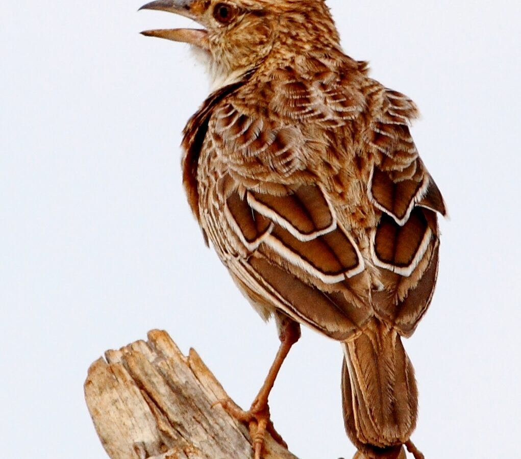 Sentinel Lark