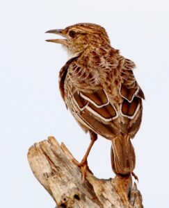 Sentinel Lark