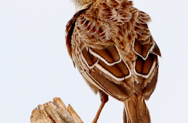 Sentinel Lark