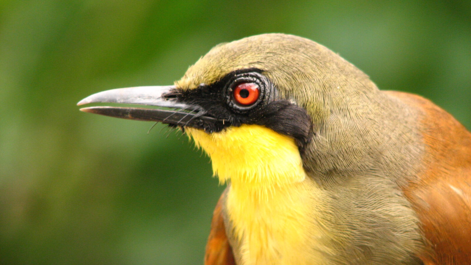 Rufous-vented Laughingthrush