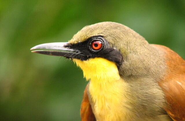 Rufous-vented Laughingthrush