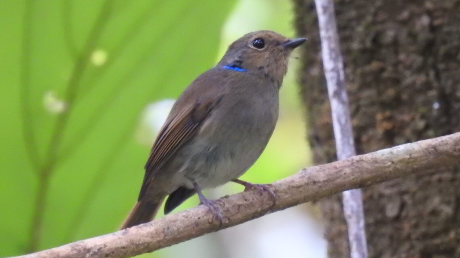 Small Niltava