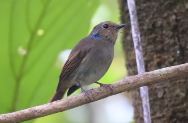 Small Niltava