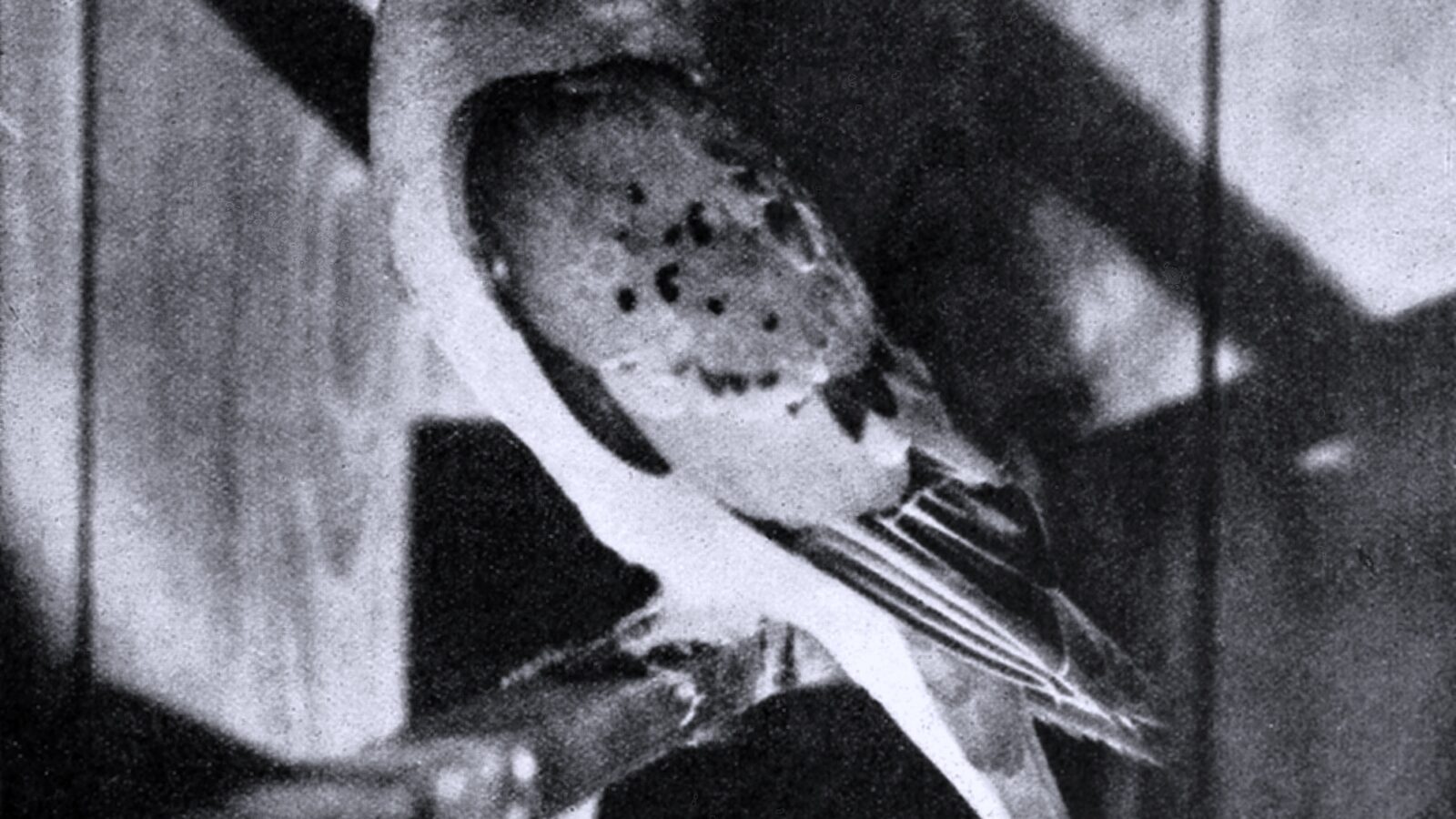Passenger Pigeon