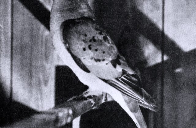Passenger Pigeon