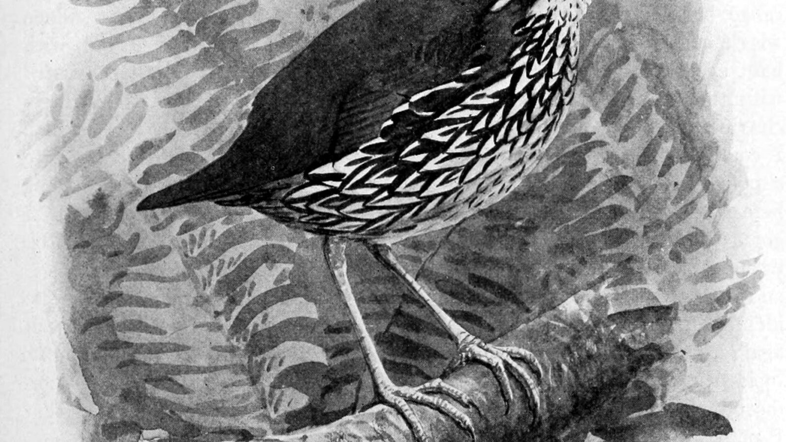 Schwartz’s Antthrush