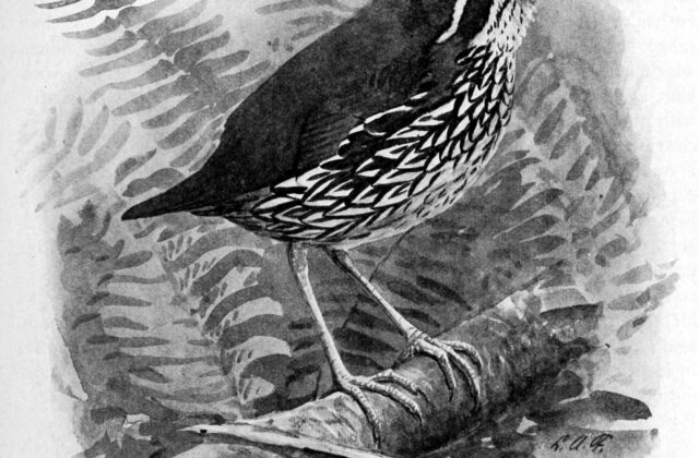 Schwartz’s Antthrush