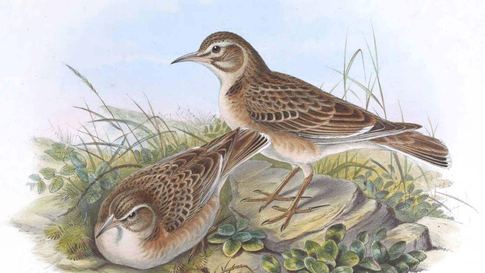 Tibetan Lark