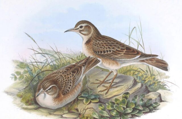 Tibetan Lark