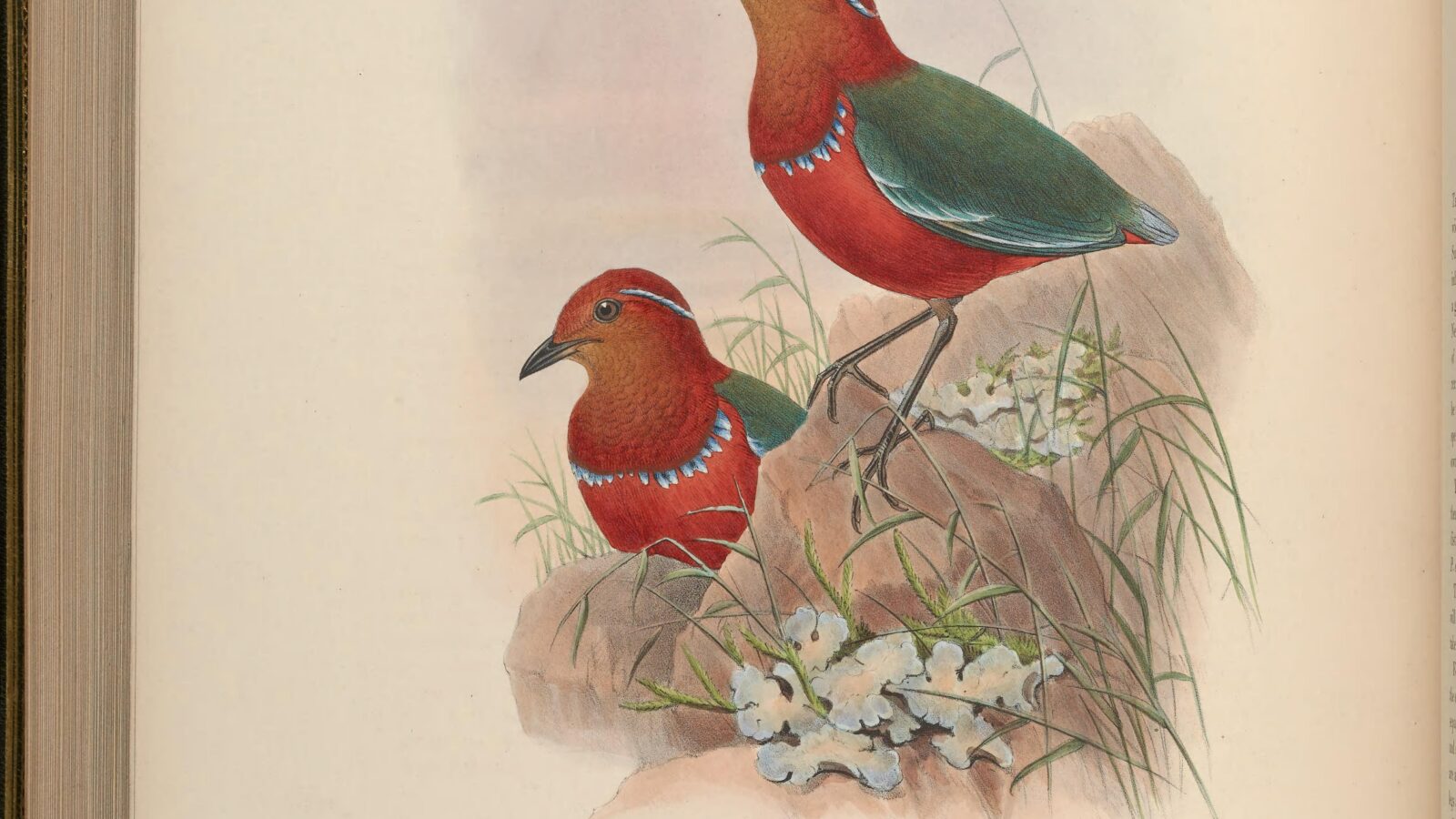 Blue-banded Pitta
