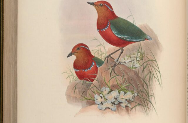 Blue-banded Pitta