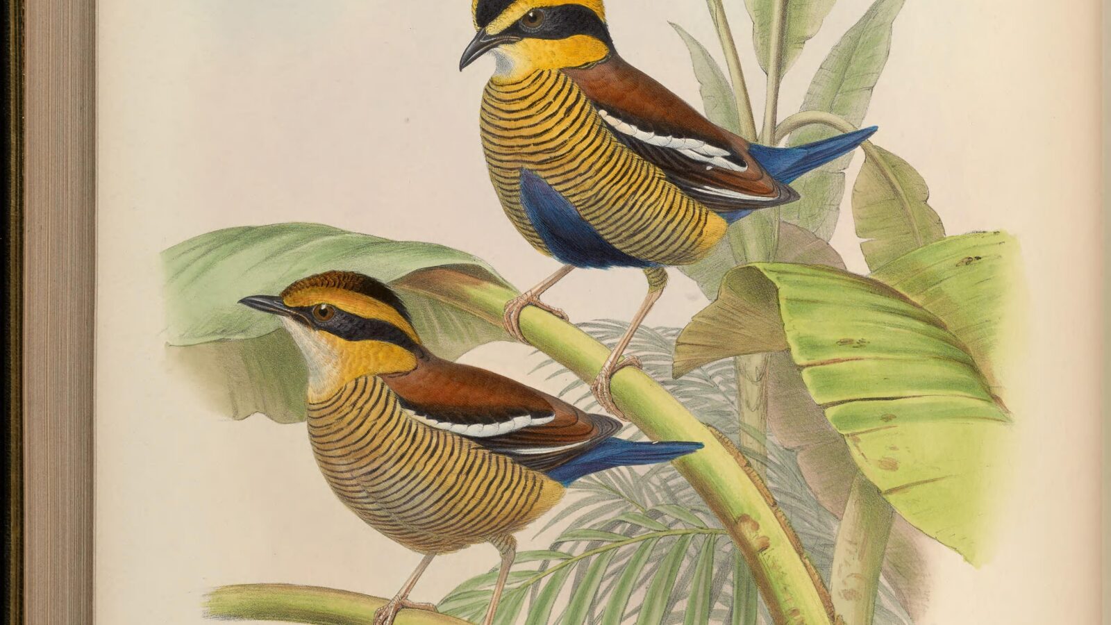 Bornean Banded Pitta