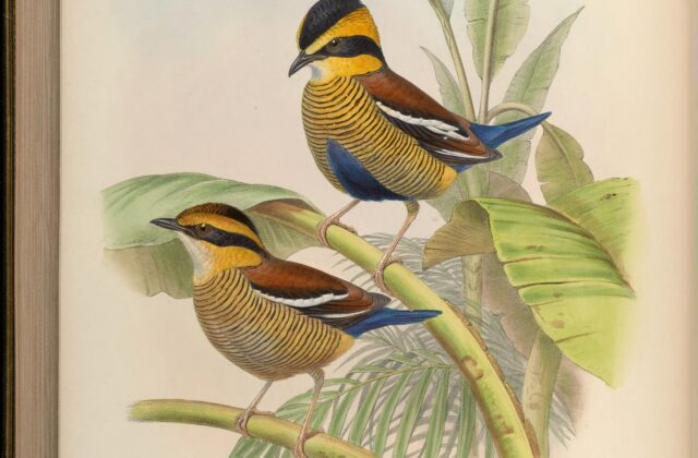 Bornean Banded Pitta