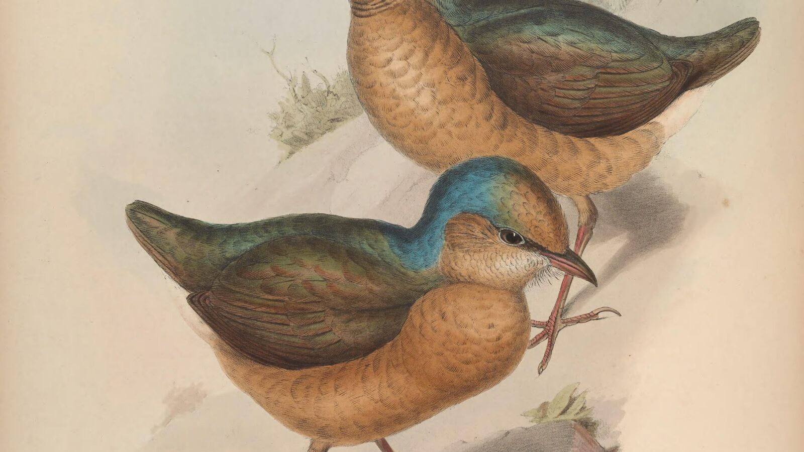 Blue-naped Pitta