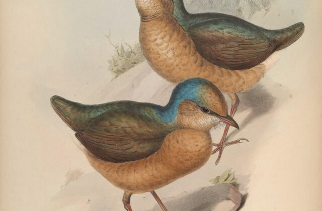 Blue-naped Pitta