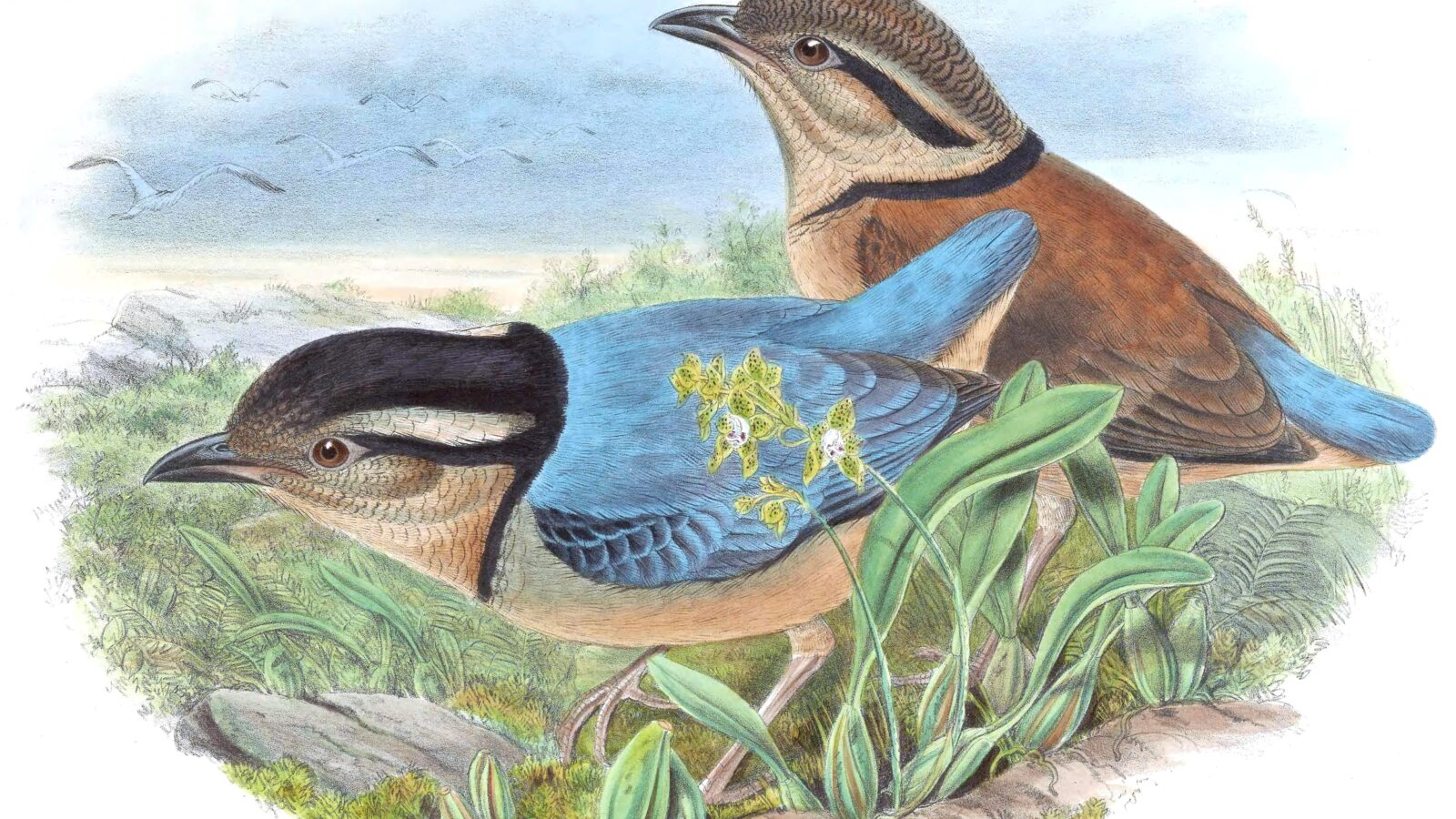 Giant Pitta