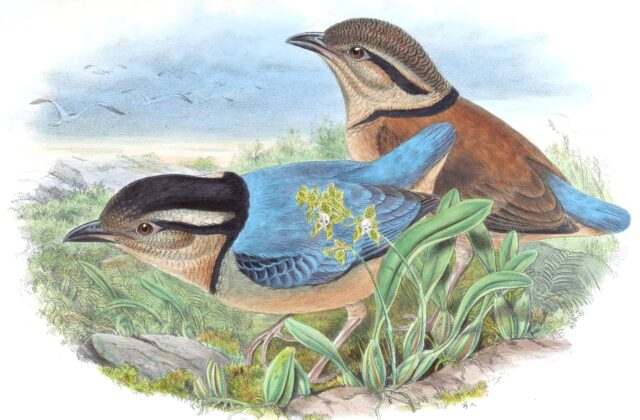 Giant Pitta