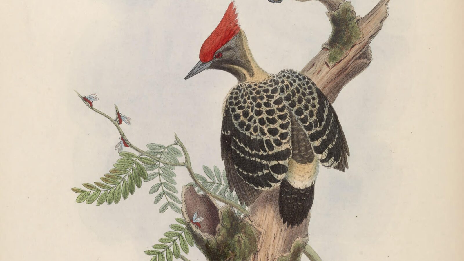 Grey-and-buff Woodpecker
