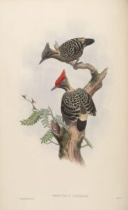 Grey-and-buff Woodpecker