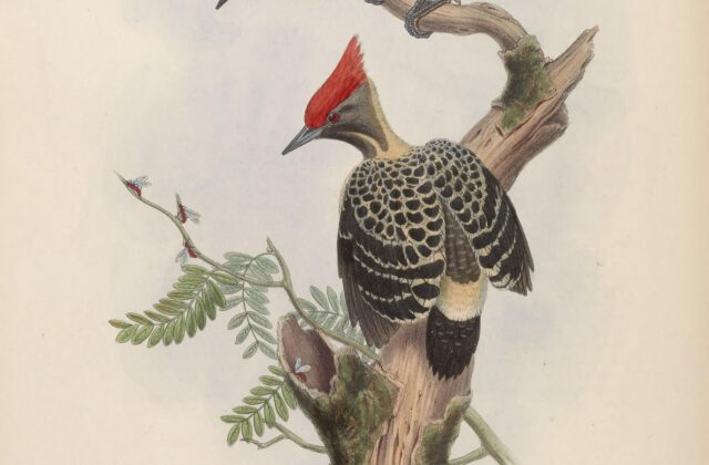 Grey-and-buff Woodpecker