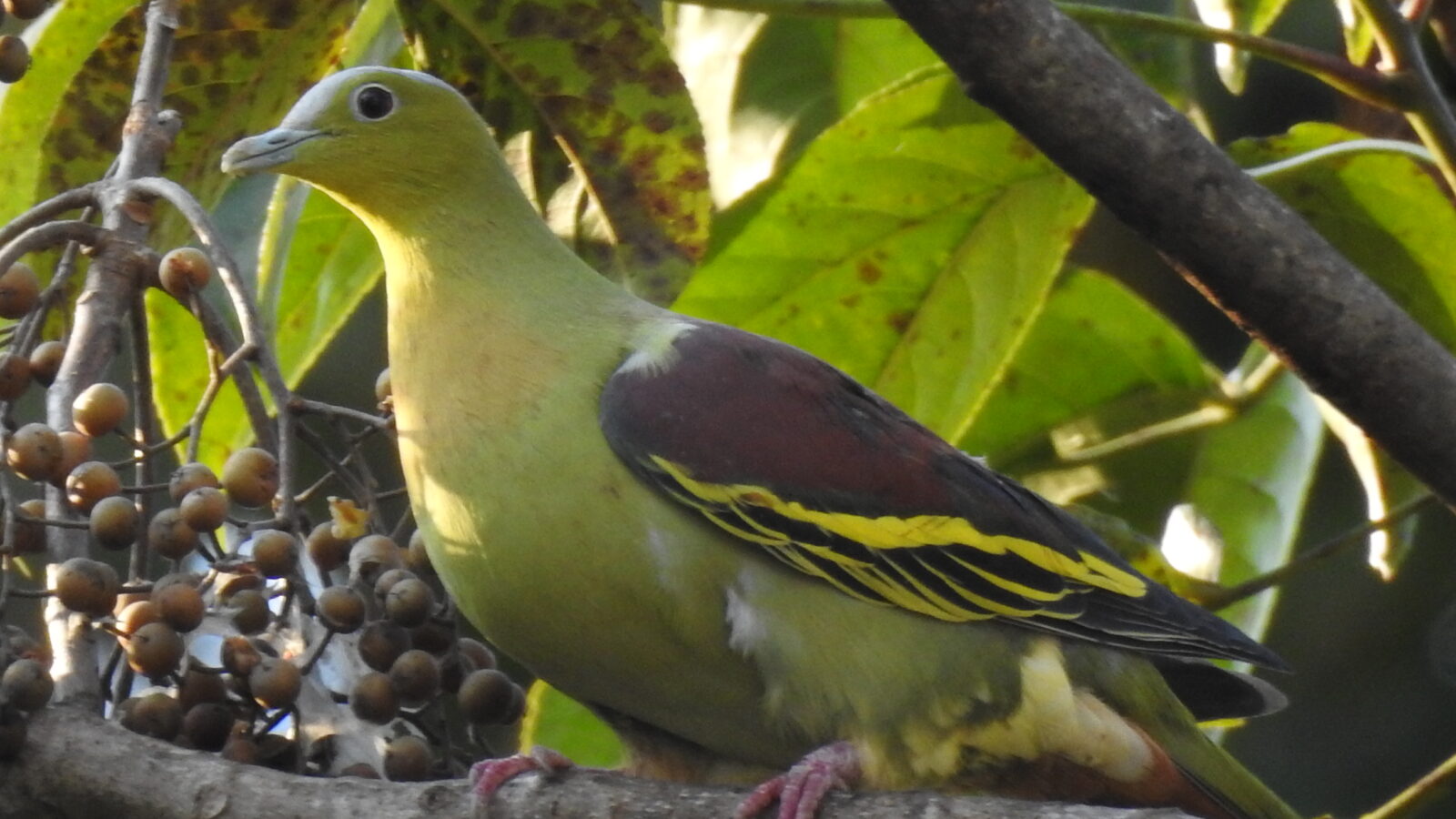 Ashy-headed Green Pigeon