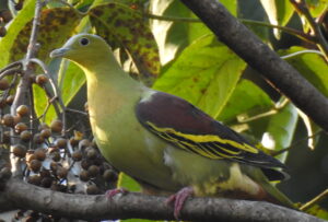 Ashy-headed Green Pigeon